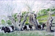 	51. Old Willows by Gill Upton.JPG	